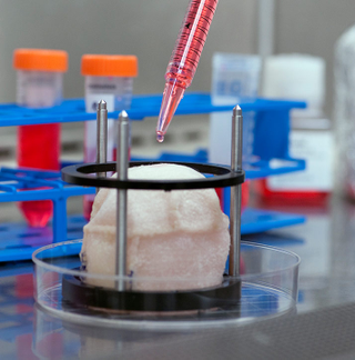 Illustration for article titled Your Next Body Is Growing In a Lab Right Now